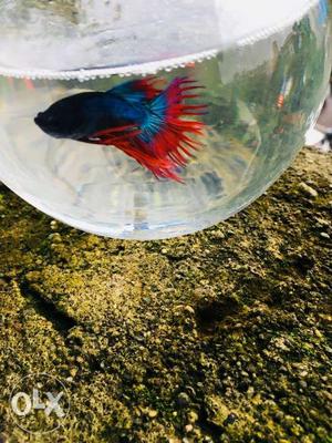 Betta Fish cheap rate 150rs
