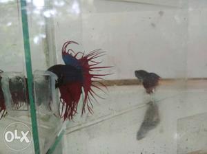 Betta fish, 75 rs only..