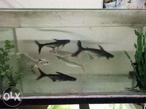 Big size 6 sharks, 3 white & 3 black in good