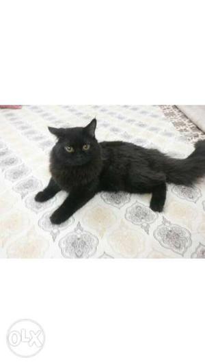 Black Persian cat (male) name lulu, trained cat,