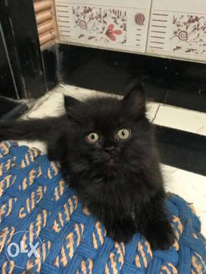 Black persian kitten male of 3 months, also
