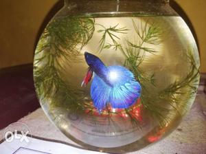 Blue crown tail betta fish for sale