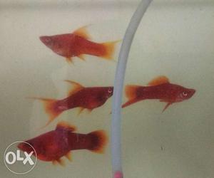 Breeding size blood red double sword Tangerines