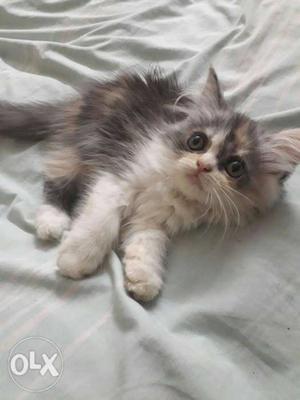 Brown And Gray Kitten