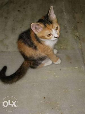 Calico persian kitten for sale.