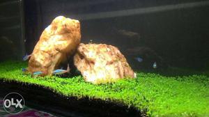 Carpet planted tank with all set up