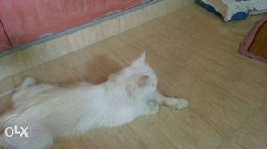 Cat for sale yellow eyes and play full female urgent sale