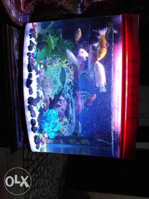 Chinese Tank with 13 multicoloure hard fishes+stones+extra