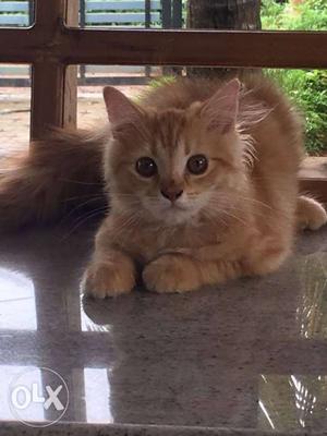 Doll faced Orange persian cat