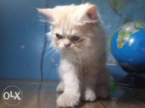 Double coted long fur pure persian breed Other