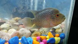 FLOWRON fish 5 month female kagal