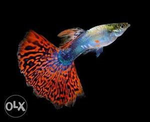 Fancy guppy pair 60 home delivary