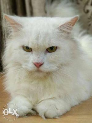 Female Persian cat 8 month old. serious buyers