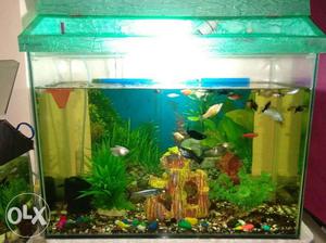 Fish Tank with all accessories