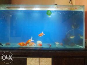 Fish tank for sell