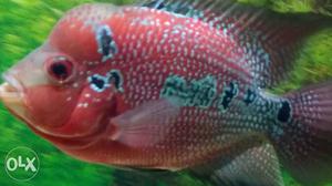 Flowerhorn Fish (srd Female 4 inch) Ready For