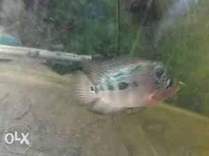 Flowerhorn fish 3inch very active with humpy head food free