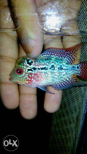 Flowerhorn only for 650 rupees