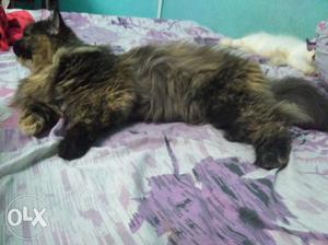 Genuine Persian cat 9 months old ready to breed after few