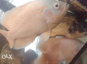 Good quality Red and copper Oscar fish for sale.