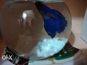 Half moon male betta fish..