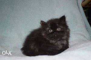 Healthy black persian kittens. 45 days old male/female
