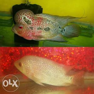 High Quality Flowerhorn babies for sale at just