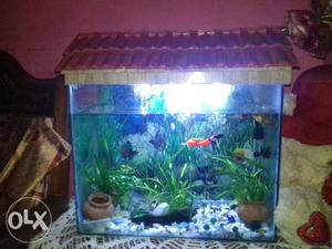 I'm buying a new aquarium so I want to sell my