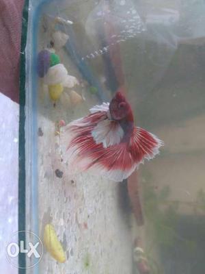 Important dumbo ear male for sale