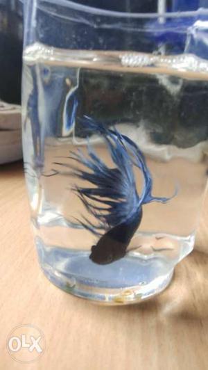 Imported Crown tail betta for sale