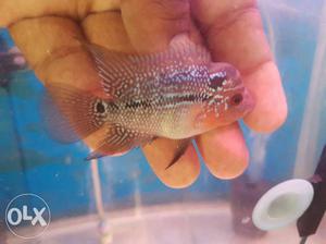 Imported Flowerhorn babies directly imported From Thailand