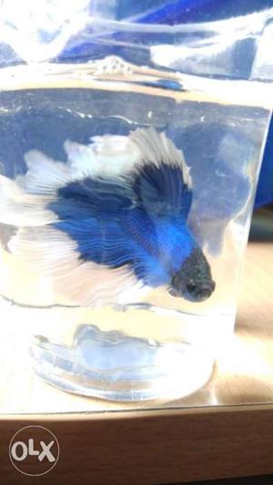 Imported Full moon and crown tail Betta available