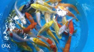 Imported Koi carp available, perfectly