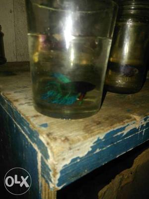 Imported male Betta fish