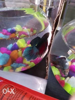 Imported moon tell betta fish wholesale price 120