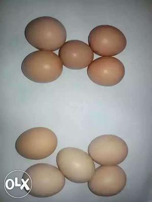Kadaknath eggs desi eggs sell