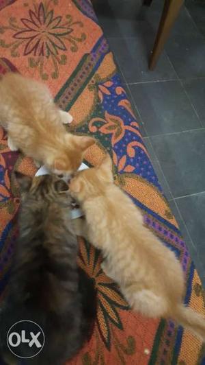 Kitten for sale... 2 brown = male 1 blckk =