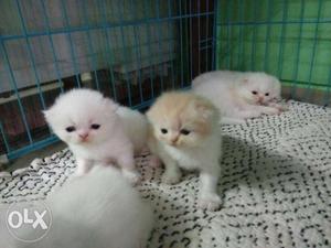 Kittens available semi punch 48 days completed 4