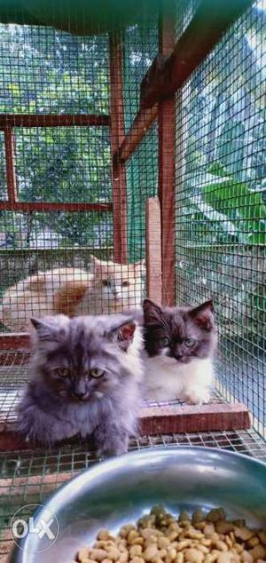 Kittens for sale...Urgent sale..Msg me or call