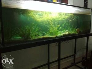 Large planted fishtank with fishes for sale..4