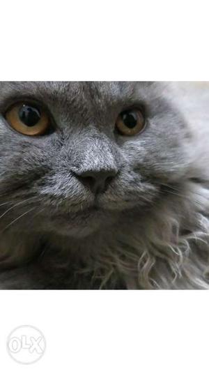 Male Persian cat up for mating