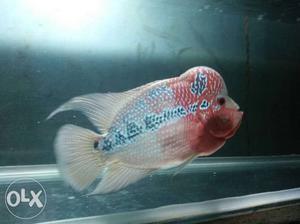 Male and female flowerhorns for sale