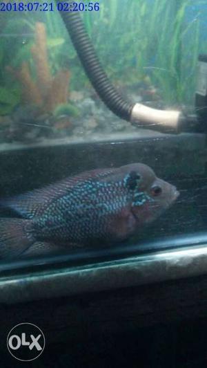 Male red dragon flowerhorn baby. conform head coming.