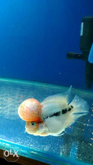 Monster kok Fader White eyes flowerhorn fish