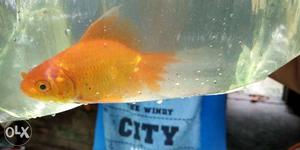 Orange Goldfish