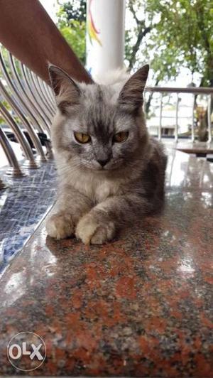 Original semi-punch breed interested customer