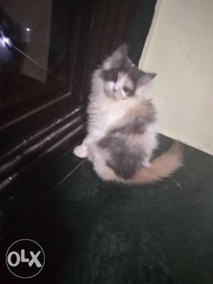 Persian Calico kitten