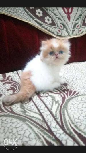 Persian cat cfa blood line satrt  to 