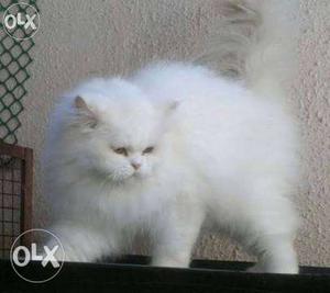 Persian cat doll face male and female 1 month