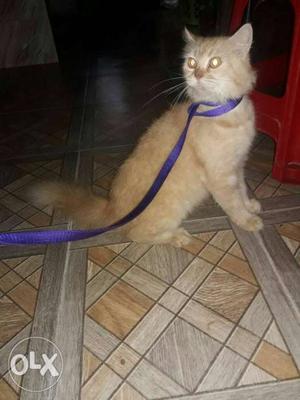 Persian cat female 1.5 years old. toilet trained
